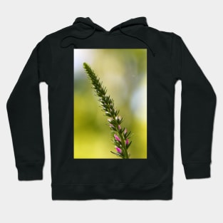 A close up of Spikes of pink Veronica flowers, selective focus Hoodie